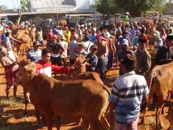 Pasar Hewan di Sumenep Kembali Dibuka, Pedagang Abai Prokes