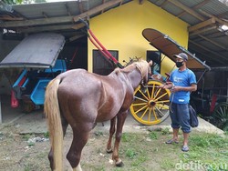 Curhatan Pemilik Andong Saat PPKM Level