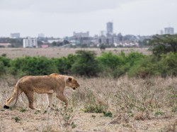 Bikin Panik! Singa Masuk Kota Pas Jam Sibuk