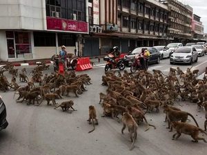Aneh tapi Nyata, Jalanan di Thailand Macet karena Tawuran Dua Kelompok... Monyet