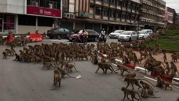 Tawuran dua kelompok monyet di Thailand