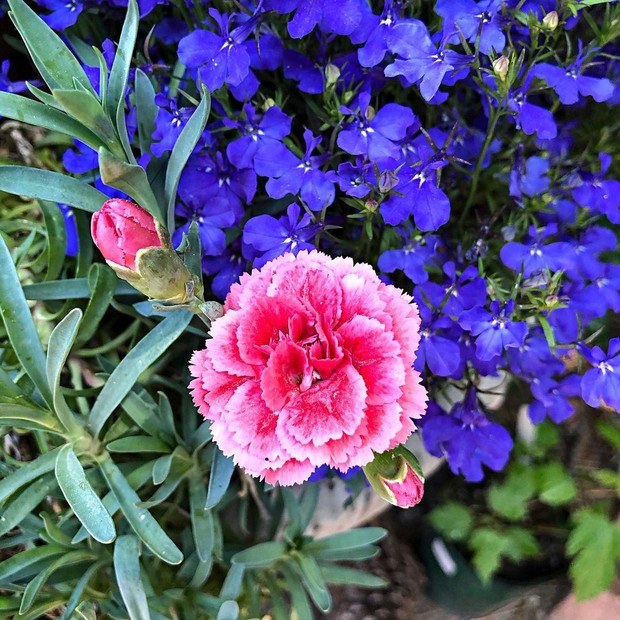 Anyelir dipercaya menjadi tanaman hias pembawa sial/Foto: Instagram/brushstokes6400 tanaman hias pembawa sial