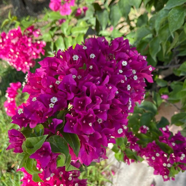 Bougenville dipercaya menjadi tanaman hias pembawa sial/Foto: Instagram/4sovenok4 tanaman hias pembawa sial