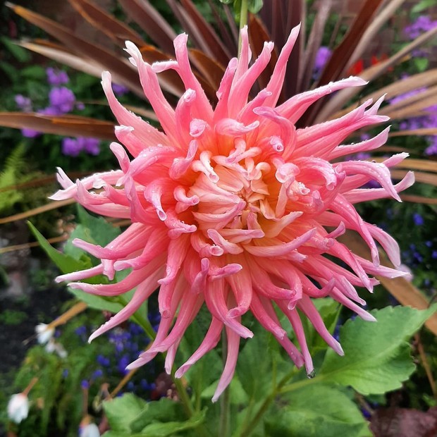 Crysanthemum dipercaya menjadi tanaman hias pembawa sial/Foto: Instagram/akajada1 tanaman hias pembawa sial