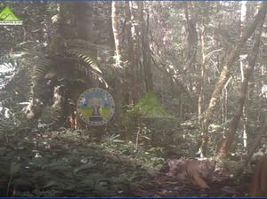 Gemes Banget, Lihatlah Harimau dan 2 Anaknya di Belantara Leuser Ini Gemes Banget, Lihatlah Harimau dan 2 Anaknya di Belantara Leuser Ini