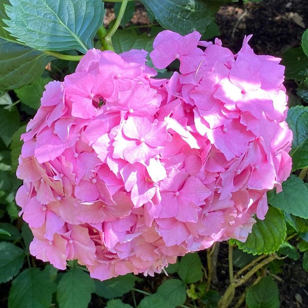 Hortensia dipercaya menjadi tanaman hias pembawa sial/Foto: Instagram/evasion_matran tanaman hias pembawa sial