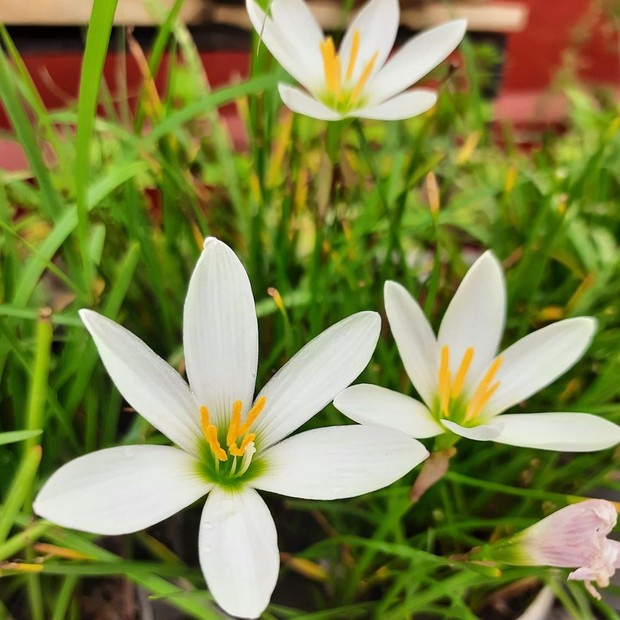 Lily putih dipercaya menjadi tanaman hias pembawa sial/Foto: Instagram/field.of.flower tanaman hias pembawa sial