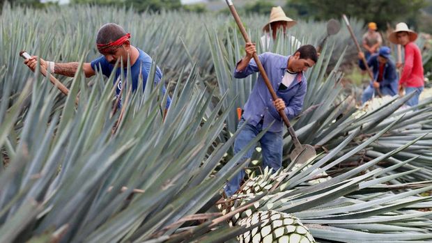 Melihat Kesibukan Petani Panen Agave Bahan Baku Tequila Jimadores (persons who work on the agave plant) cut agave plants to extract the pineapple used to make tequila in Tequila, Jalisco state, Mexico, on July 23, 2021, amid the International Tequila Day. (Photo by Ulises RUIZ / AFP)