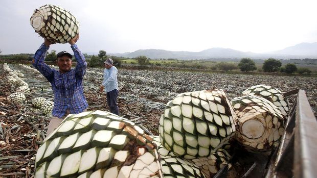 Melihat Kesibukan Petani Panen Agave Bahan Baku Tequila A Jimador (person who works on the agave plant) holds an agave pineapple on a field in Tequila, Jalisco state, Mexico, on July 23, 2021, amid the International Tequila Day. (Photo by ULISES RUIZ / AFP)