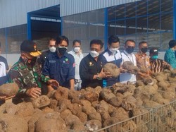 Mentan Ungkap Jokowi Ingin Ada Pabrik Beras Porang