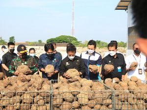 Mentan Mau Beras Porang Madiun Dikenal Seperti Porang Shirataki Jepang Mentan Mau Beras Porang Madiun Dikenal Seperti Porang Shirataki Jepang