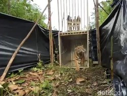 BKSDA Sumbar Lepasliarkan Harimau Sumatera ke Hutan Lindung Pasaman Barat