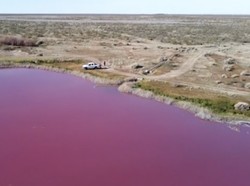 Pemandangan Tak Biasa, Air Laguna di Argentina Berubah Jadi Pink
