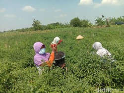 Harga Cabai di Petani Kudus Anjlok Terdampak PPKM Darurat