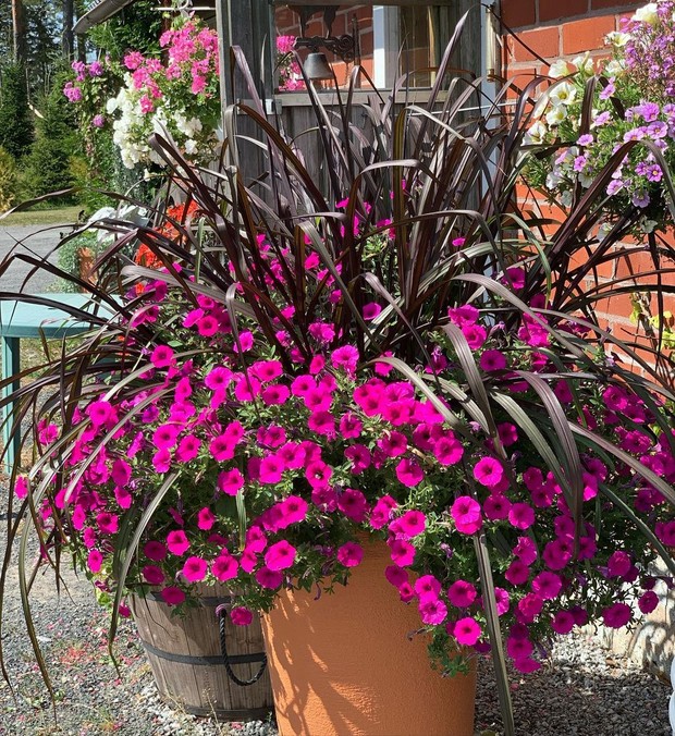 Petunia dipercaya sebagai tanaman hias pembawa sial/Foto: Instagram/hagstrominpuutarha tanaman hias pembawa sial