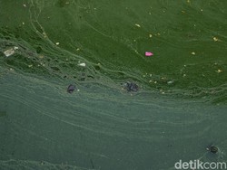 Lebih dari Setengah Lautan Tidak Biru Lagi, Apa Sebabnya?