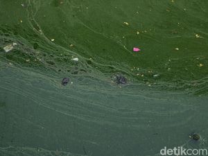Lebih dari Setengah Lautan Tidak Biru Lagi, Apa Sebabnya? Lebih dari Setengah Lautan Tidak Biru Lagi, Apa Sebabnya?