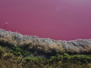 Kolam di Hawaii Berubah jadi Pink, Cantik tapi Mengerikan
