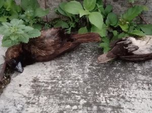 Warga Waswas Saat Belasan Burung Pipit Mati Misterius di Sukabumi