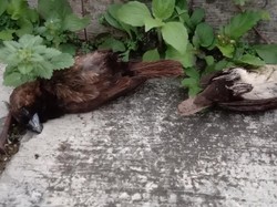 Kata Disnak Sukabumi soal Heboh Belasan Pipit Mati Misterius