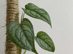 Cara Membuat dan Fungsi Turus Tanaman Buat Pemula Pecinta Tanaman Hias