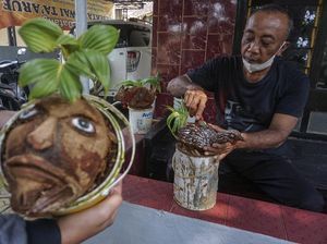 Lucu Banget! Yuk, Budidaya Bonsai Kelapa Berkarakter