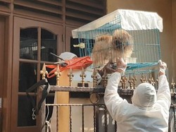 Cerita Relawan Penyelamat Hewan Peliharaan Milik Pasien Corona