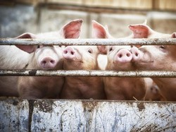 Begini Awal Mula Diharamkannya Daging Babi untuk Muslim