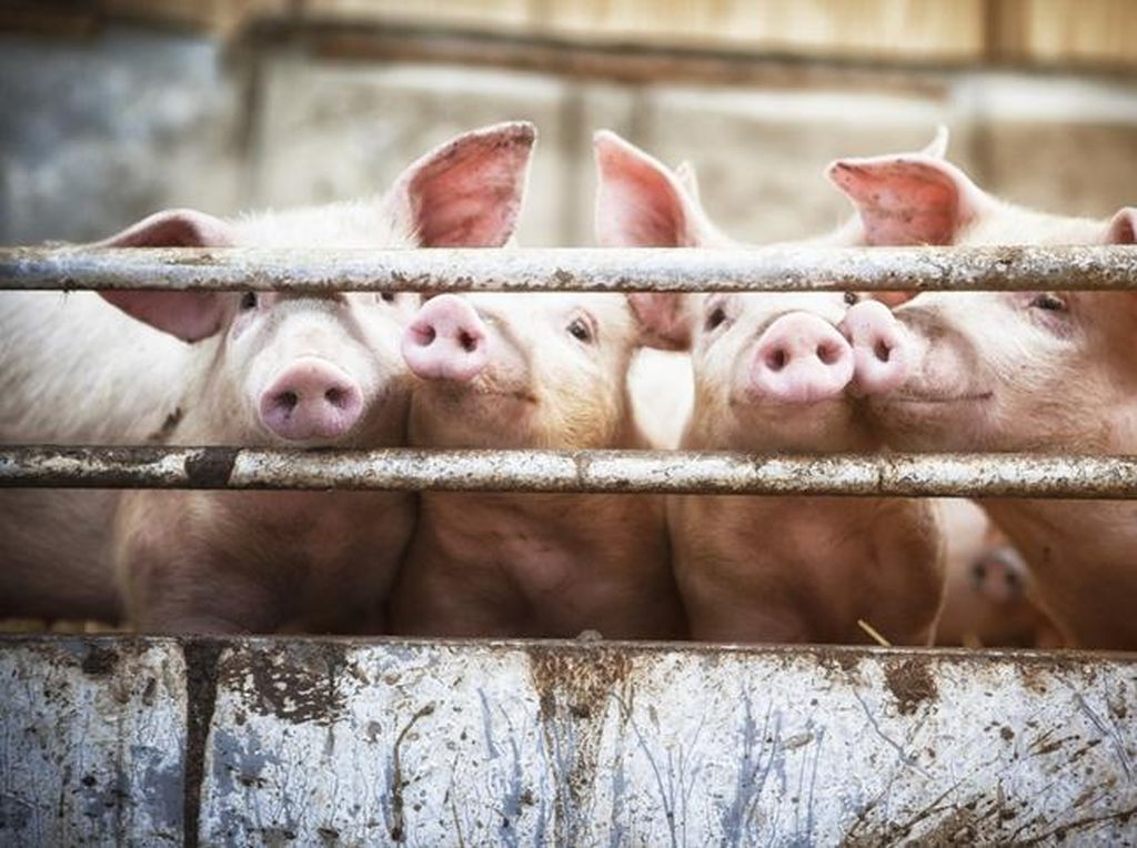 Begini Awal Mula Diharamkannya Daging Babi untuk Muslim Begini Awal Mula Diharamkannya Daging Babi untuk Muslim