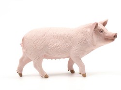 Muslim Boleh Makan Babi Asalkan Berada dalam Kondisi Ini