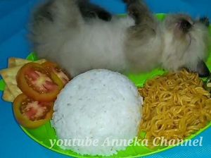 Kreatif! Netizen Bikin Nasi Kucing yang Beda dengan di Angkringan