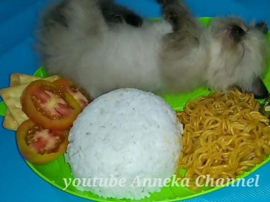 Kreatif! Netizen Bikin Nasi Kucing yang Beda dengan di Angkringan