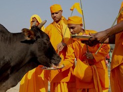 Umat Hindu Tak Konsumsi Daging Sapi, Ini Kisah di Baliknya
