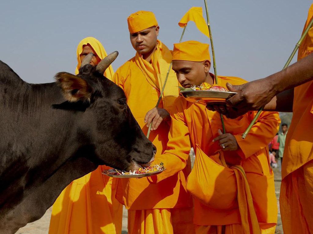 Umat Hindu Tak Konsumsi Daging Sapi, Ini Kisah di Baliknya Umat Hindu Tak Konsumsi Daging Sapi, Ini Kisah di Baliknya