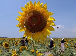 3 Alat Pernapasan pada Tumbuhan, Siswa Harus Tahu