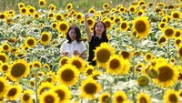 Wisatawan Jepang Jadi Wisatawan Paling Sopan di Dunia, AS Paling Royal