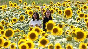 Cantiknya Jutaan Bunga Matahari yang Bermekaran di Jepang