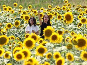 Cantiknya Jutaan Bunga Matahari yang Bermekaran di Jepang Cantiknya Jutaan Bunga Matahari yang Bermekaran di Jepang