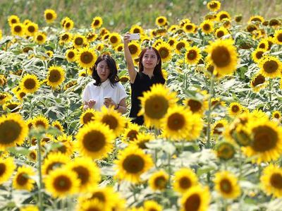 Cantiknya Jutaan Bunga Matahari yang Bermekaran di Jepang