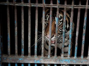 Seperti Harimau Ragunan, Ini Deretan Kisah Hewan di Dunia Positif Corona Seperti Harimau Ragunan, Ini Deretan Kisah Hewan di Dunia Positif Corona