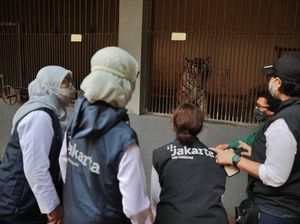Penjelasan Ilmiah Hewan Bisa Terpapar Corona Seperti Harimau di Ragunan Penjelasan Ilmiah Hewan Bisa Terpapar Corona Seperti Harimau di Ragunan