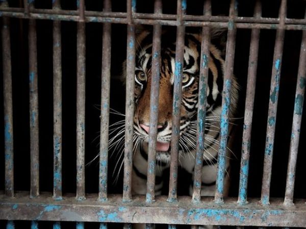 Foto: Warga Khusus DKI yang Isoman di Ragunan