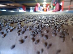 Berdayakan Masyarakat, UMKM Ini Pasarkan Kopi Pangalengan Sampai ke AS