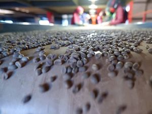Berdayakan Masyarakat, UMKM Ini Pasarkan Kopi Pangalengan Sampai ke AS