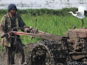 Sektor Pertanian Tumbuh 0,38% di Triwulan II-2021, Ini Datanya