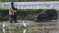 Kala Sawah di Bandung Ramai Diserbu Burung Kuntul