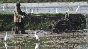 Kala Sawah di Bandung Ramai Diserbu Burung Kuntul