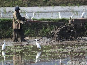 Kala Sawah di Bandung Ramai Diserbu Burung Kuntul