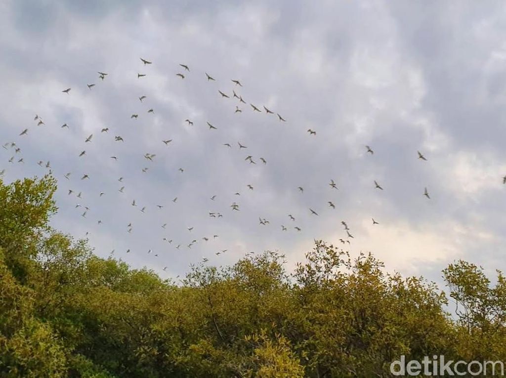 Negeri Burung dari Situbondo Negeri Burung dari Situbondo