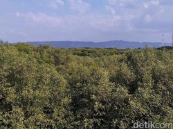 Apa Saja Fungsi Ekologi Hutan Mangrove? Ini Penjelasannya